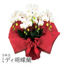 「ミディ胡蝶蘭 5本立 白」 (電報なし) 送料無料 35輪以上 お祝い 花 生花 フラワー 鉢花 ギフト 結婚祝い 誕生日 プレゼント 父の日 2025 贈り物 叙勲 受章祝い 還暦 長寿祝い 開店祝い 開業 就任 昇進 当選祝い 立て札 即日発送 翌日配達