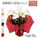 「ミディ胡蝶蘭 5本立 白」と 電報セット 送料無料 35輪以上 お祝い 花 生花 フラワー ギフト 祝電 文例 メッセージ 結婚式 結婚祝い 誕生日 プレゼント 父の日 受章祝い 長寿祝い 開店祝い 開業 当選 立て札 即日発送 翌日配達