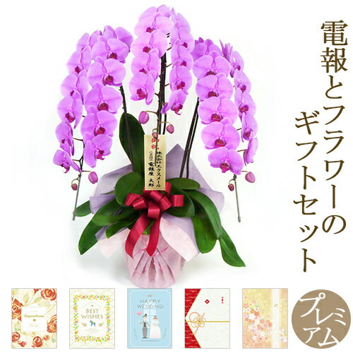 胡蝶蘭「特選胡蝶蘭　3本立　ピンク」と「プレミアムカード電報」のセット 送料無料 36輪以上 お祝い 花 フラワー ギフト 電報 祝電 文例 メッセージ 結婚 結婚式 結婚祝い 誕生日 卒業 入学 合格 開店祝い 開業 当選 立て札 即日発送 翌日配送 あす楽
