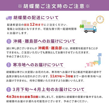 胡蝶蘭「特選胡蝶蘭 2本立 ピンク」 【電報なし】 送料無料 お祝い 結婚 誕生日 開店 開業 就任 昇進 当選【電報メッセージは付きません】 日本国内宛限定 翌日配送 あす楽