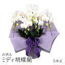 お供え用 「ミディ胡蝶蘭 5本立 白」 (電報なし) 送料無料 35輪以上 お供え花 生花 フラワー 供花 仏花 枕花 葬儀 葬式 通夜 告別式 法要 家族葬 ...