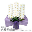 お供え用 「大輪胡蝶蘭 3本立 プレミアム 白」 (電報なし) 送料無料 42輪以上 大輪 供花 フラワー お供え花 仏花 枕花 葬儀 葬式 通夜 告別式 法要...