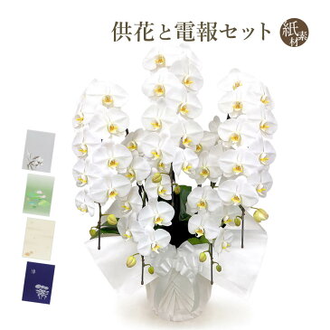 お供え用 「胡蝶蘭 5本立 白」と「紙素材カード電報」のセット 送料無料 50輪以上 大輪 お供え花 フラワー 供花 仏花 枕花 電報 弔電 お悔やみ 葬儀 通夜 告別式 法要 法事 会場直送 四十九日 一周忌 命日 彼岸 お盆 新盆 初盆 立て札 即日発送 翌日配送 あす楽