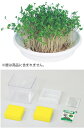 水耕栽培ユニット ブロッコリースプラウト【102969】 アーテック