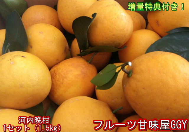 【セット】河内晩柑　訳あり　1セット1.5kg　熊本産　2セット購入で1セットおまけ！3セット購入で3セットおまけ！和製グレープフルーツ　ジューシーオレンジ　みかん　宇和ゴールド　60サイズ