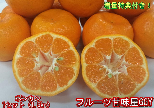 【セット】ポンカン　訳あり　1セット1.5kg　熊本産　2セット購入で1セットおまけ！3セット購入で3セットおまけ！　60サイズ