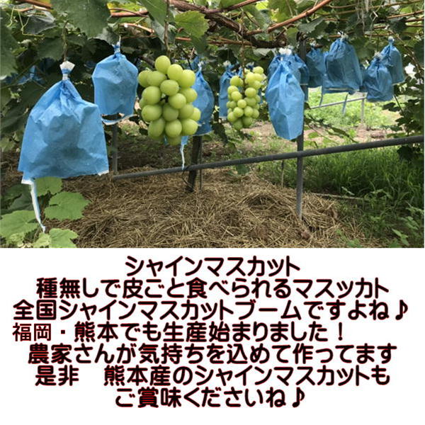 シャインマスカット　2-3房入り（約900g）　熊本産・福岡・大分産　クール便発送　60サイズ　ブドウ　葡萄　ぶどう f-ggy-10000235 フルーツ甘味屋GGY サンプル画像2