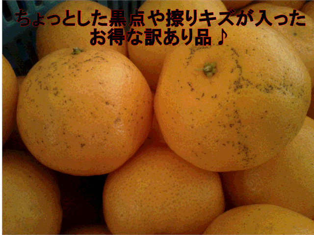 ポンカン　訳あり　1箱　箱込10キロ（9kg+保証分500g）熊本産【送料無料】一部の地域を除く