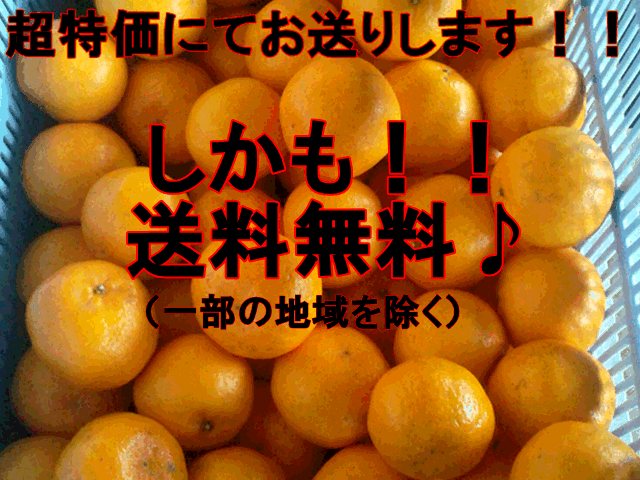 �ڥ��åȡۥݥ󥫥������ꡡ1���å�1.5kg�����ܻ���2���åȹ�����1���åȤ��ޤ���3���åȹ�����3���åȤ��ޤ��������ݥ󥫥����ĥݥ󥫥�60������