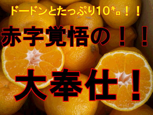 不知火　訳あり　箱込10キロ（9kg+保証分500g）デコポンと同品種　デコみかん　熊本産【送料無料】（一部の地域を除く）