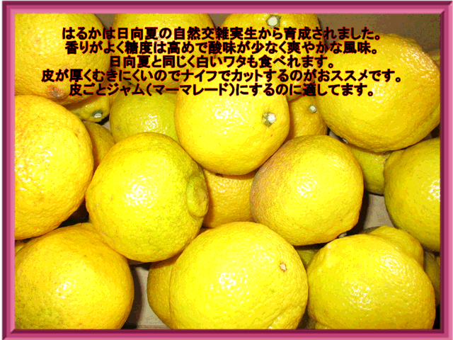 �ڥ��åȡۤϤ뤫�������ꡡ1���å�1.5kg�����ܻ���2���åȹ�����1���åȤ��ޤ���3���åȹ�����3���åȤ��ޤ�����60���������ߤ��� �ϥ륫��������ߤ���