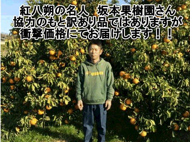 �ڥ��åȡ������괰�ϡ���Ȭ�������ꡡ1���å�1.5kg�����ܻ���2���åȹ�����1���åȤ��ޤ���3���åȹ�����3���åȤ��ޤ�����60�����������̼ܲ���