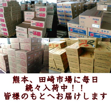 りんご 訳あり 約10キロ【約24〜50玉】【サンつがる・早生ふじ・サンふじ】など産地おまかせ【長野・青森・山形】約10キロ【約24〜50玉】【送料無料】一部の地域を除く 120サイズ
