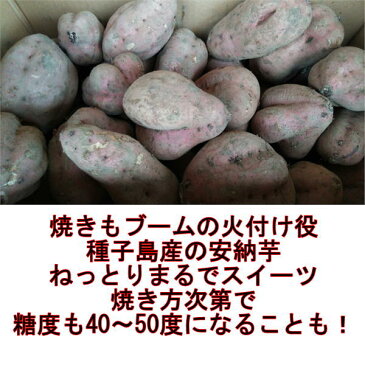 【セット】安納芋　訳あり　1セット（1.5kg）2セット購入で1セットおまけ！3セット購入で3セットおまけ！安納こがね　本場の味！種子島産