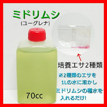 【ミドリムシのエサ付き】簡単に増やせるミドリムシ(ユーグレナ)繁殖セット70cc　(1L 分のミドリムシが作れます)微生物　プランクトン　めだか　メダカ　金魚　観賞魚　稚魚　針子　エサ　青水　稚魚用フード