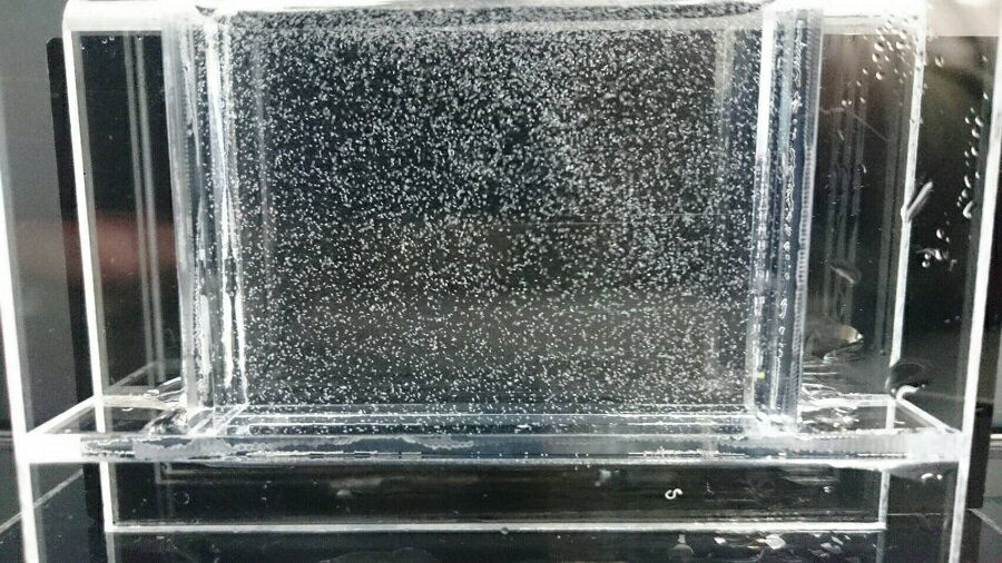 【活き餌】ゾウリムシ500ml(微生物　プランクトン　インフゾリア　バクテリア)