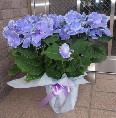 紫陽花　きらきら星　星の桜　母の日ピック付き 楽天市場】紫陽花 きらきら星の通販