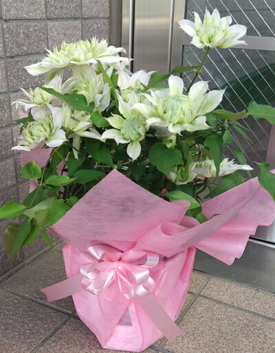 乐天商城 - 2026年母の日ギフト！！クレマチス　（ハナゾノ）はなぞの　花園　送料無料ギフトです！！