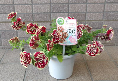 Rakuten - ペチュニア　花衣茜染（はなごろもあかねぞめ）