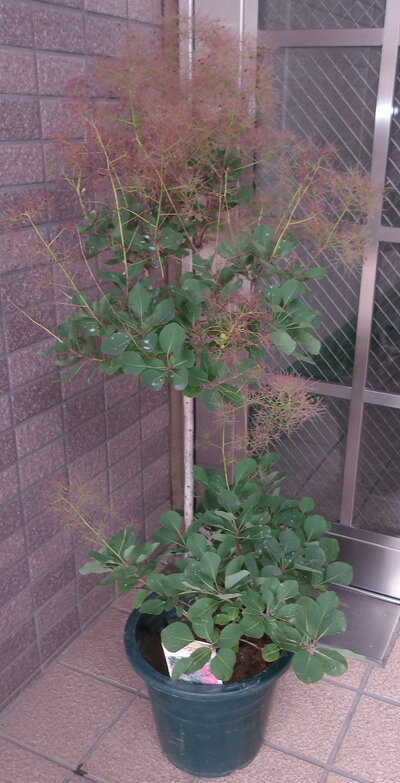 全体の高さ約60cmから90cm 暑さ寒さに強くこれからの時期楽しめます。