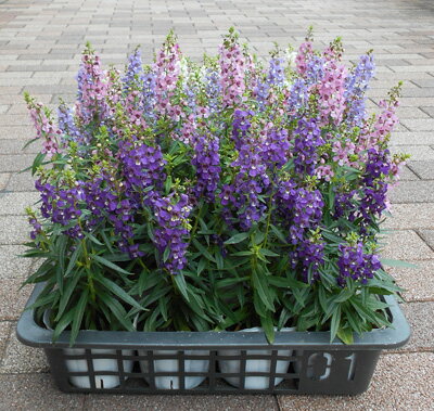 アンゲロニアの苗のサムネイル