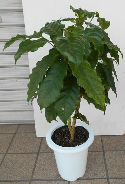 コーヒーの木 光沢の葉が美しい！！　コーヒーの木