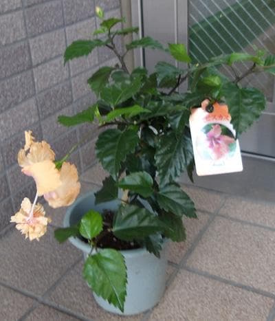 鉢に植えたオレンジ色のハイビスカス　　フラミンゴ