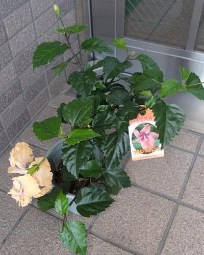 鉢に植えたオレンジ色のハイビスカス　　フラミンゴ