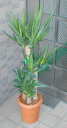 中型観葉植物 ドラセナ ユッカ 【青年の木】
