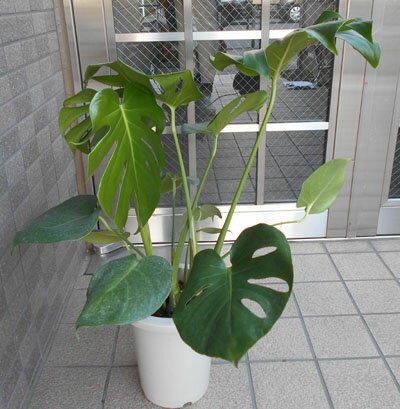 人気の観葉植物モンステラ