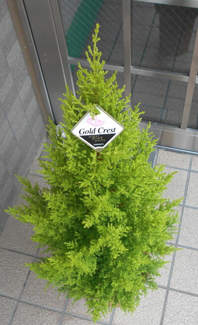 中型観葉植物クレスト(七号鉢)