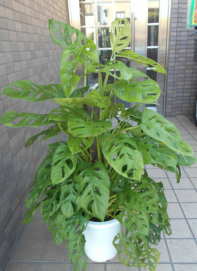中型観葉植物　マドカズラ（八号鉢）のサムネイル