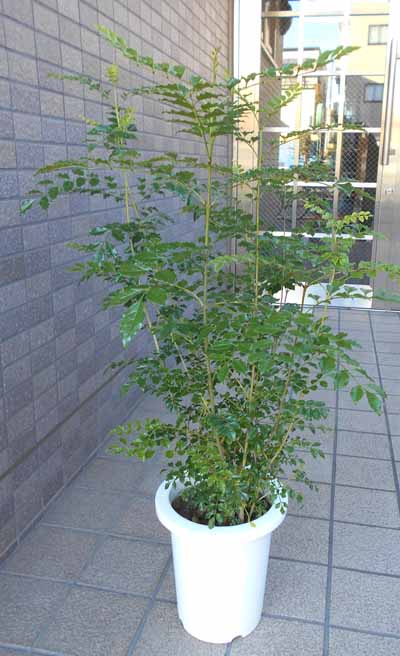 寒さに強い観葉植物｜冬でも枯れない！玄関に置ける人気のおすすめは？