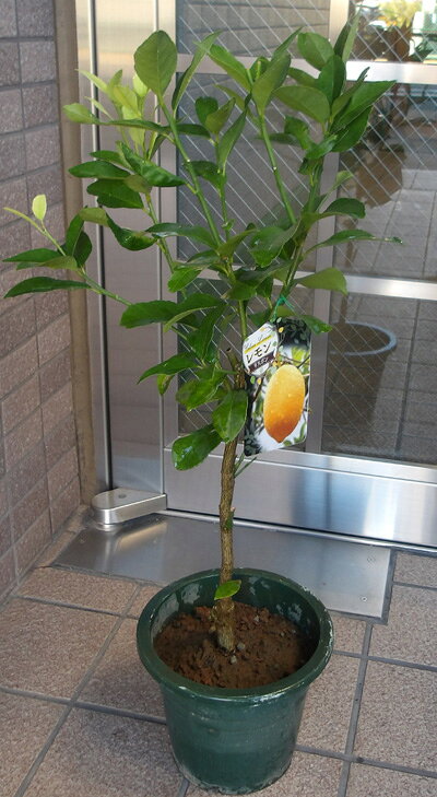 楽天市場】マイヤーレモン 鉢植えの通販
