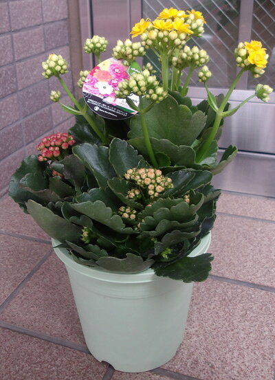 > 人気の多肉植物から お花も楽しんでいただける カランコエ バラ咲きで、気品漂う美しさ 花弁が強く 花もちがよいと 店長お薦め鉢植えです。 室内の日の当たる 温かい場所が大好きです。 > 画像は、色ミックスですが 生産者さまの入荷状況により 「赤」または「ピンク」または「黄色」のお届けに なります。 お色は選べませんが、生花店が 厳選して新鮮なお花をお届け致します