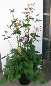 ピンク色の秋明菊の鉢植え