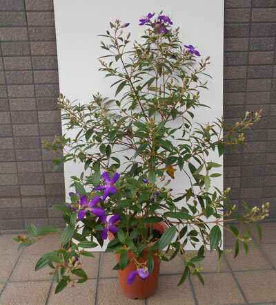 ノボタン コートダジュール