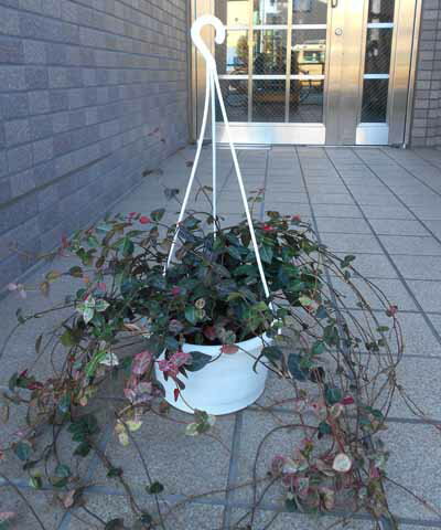 初雪カズラ　ハツユキカズラ　吊り鉢