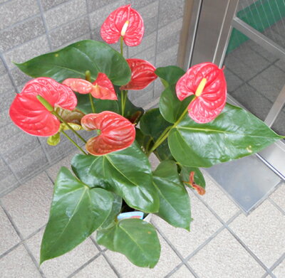 ���ˤ����ˡ������󥹥�塼��