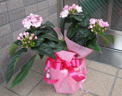 敬老の日やその他のプレゼント花ギフト におい桜 　　ニオイ桜　ニオイザクラ 　匂い桜 　5号鉢