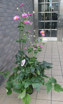 ピンク色の八重咲き秋明菊の鉢植え