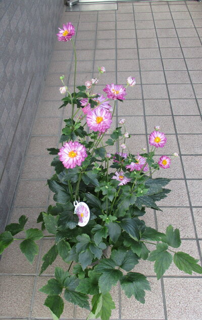 ピンク色の八重咲き秋明菊の鉢植え