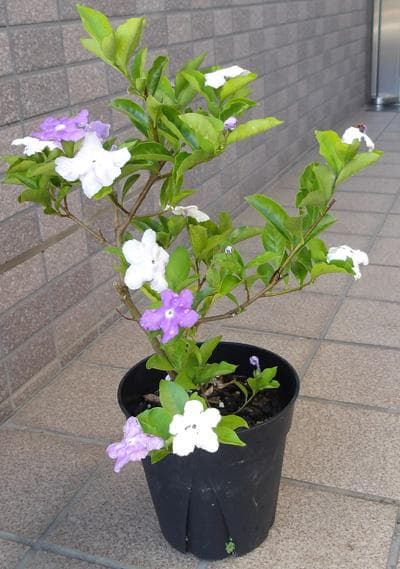 楽天市場】ニオイ バンマツリ 花の通販
