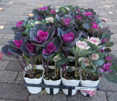 葉牡丹二本立ち