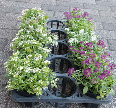 色ミックスのアリッサムの苗