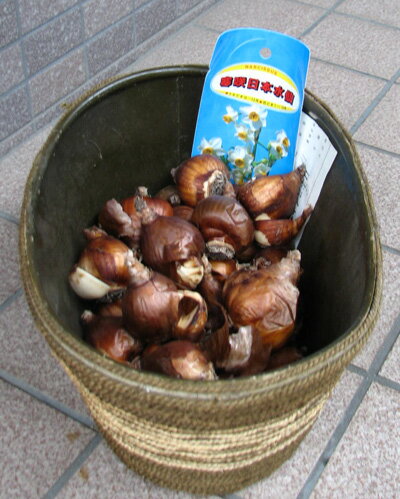 秋植え日本水仙【球根】のサムネイル
