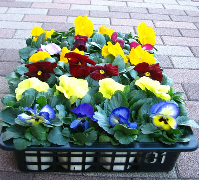 色ミックスのパンジーの苗