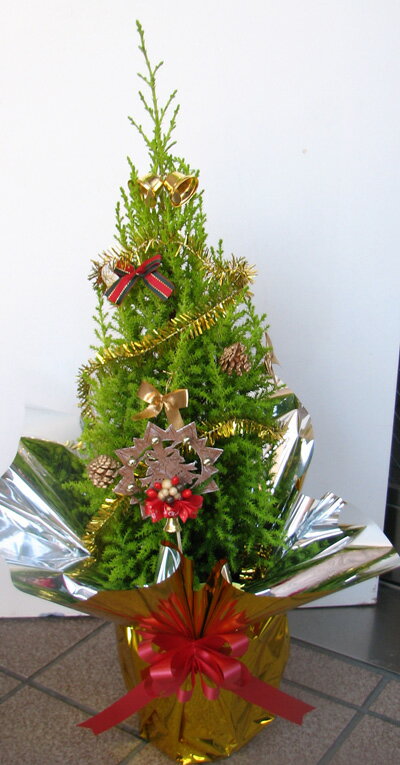 クリスマス お歳暮 クリスマスツリー 鉢植え 観葉植物 ゴールドクレストのサムネイル