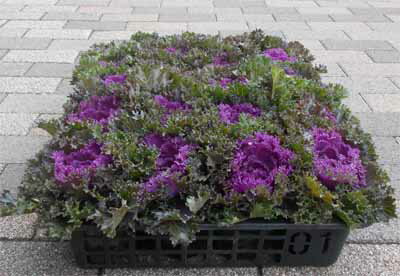 葉ボタン　プラチナケール 3.5寸 ルシールワイン ハボタン 葉牡丹