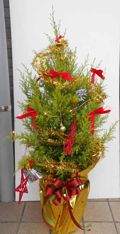LEDライトつき　クリスマスツリー　ゴールドクレスト（七号鉢）